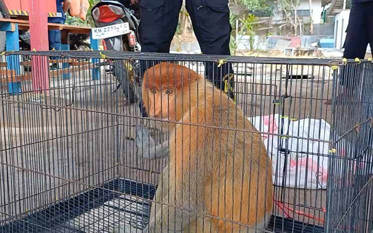 Warga Sempat Ingin Pelihara Bekantan Mengamuk di Pondok Pesantren Darul Amin, Begini Kata BKSDA Sampit
