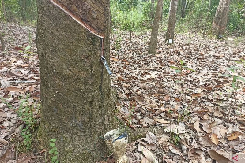 Perbaikan Harga Karet Dorong Petani di Kapuas Hulu Bangkit kembali