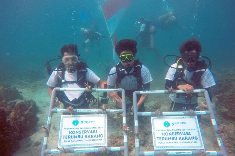 Pelindo Tanam 632 Bibit Terumbu Karang di Pulau Pahawang untuk Konservasi