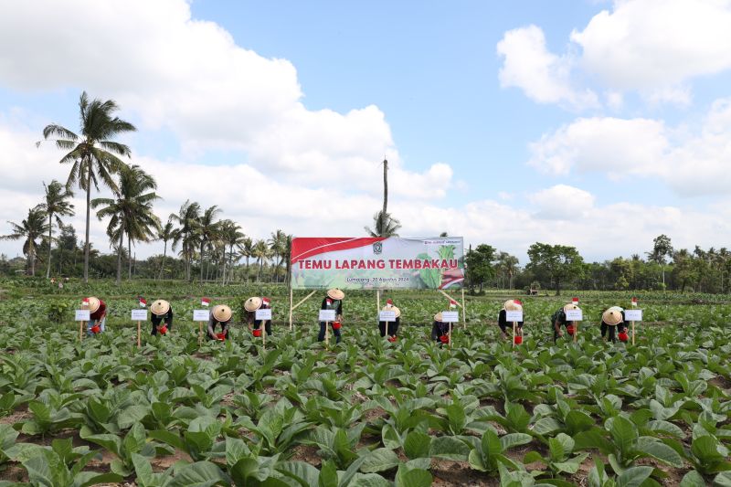 Kegiatan Temu Lapang Tembakau di Desa Sumbersuko, Selasa (20/8/2024) (ANTARA/HO-Diskominfo Lumajang)