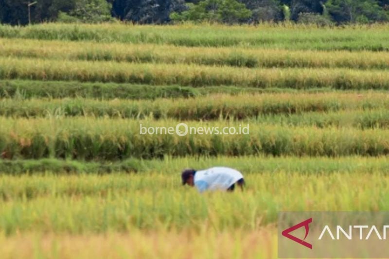 Asuransi Pertanian Lindungi 8.975 Hektare Sawah di Purwakarta