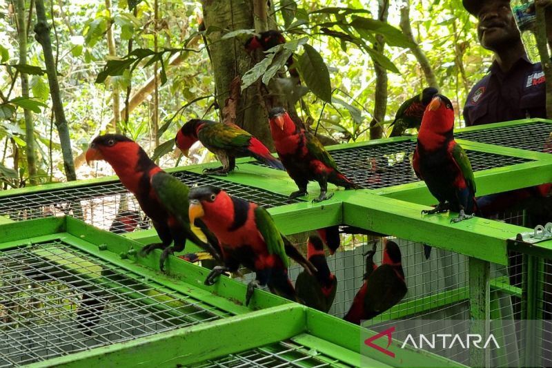 Pelepasliaran 49 Satwa Dilindungi di Hutan Lindung Manokwari