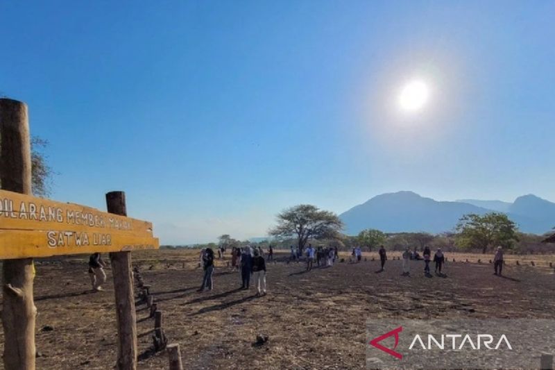 Lonjakan Wisatawan di Taman Nasional Baluran Dampak Penutupan Kawah Ijen