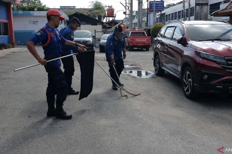 DPKP Pekanbaru Evakuasi 107 Ular dan 312 Kasus Penyelamatan