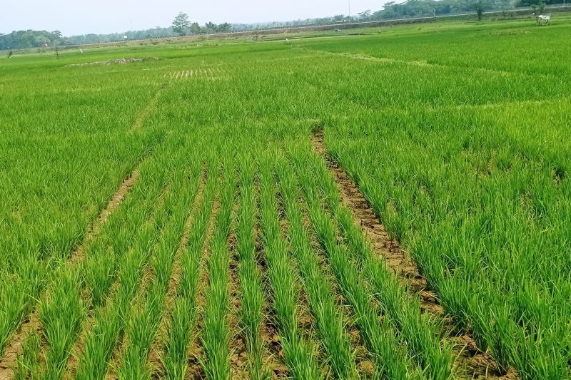 Dinas Pertanian Lebak Ajak Petani Bergabung dengan Asuransi Tani