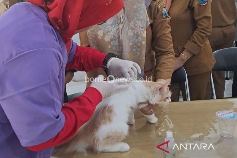 Iluatrasi- Petugas kesehatan hewan saat melakukan vaksinasi rabies terhadap kucing peliharaan. (ANTARA/Riadi Gunawan)
