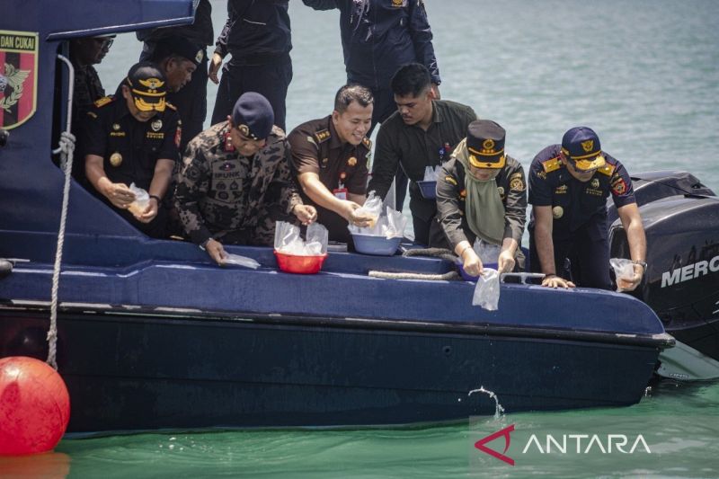 PSDKP melepasliarkan sekitar 695.500 ekor benih lobster di perairan Galang Baru, Kota Batam, Provinsi Kepulauan Riau (ANTARA/Jessica)