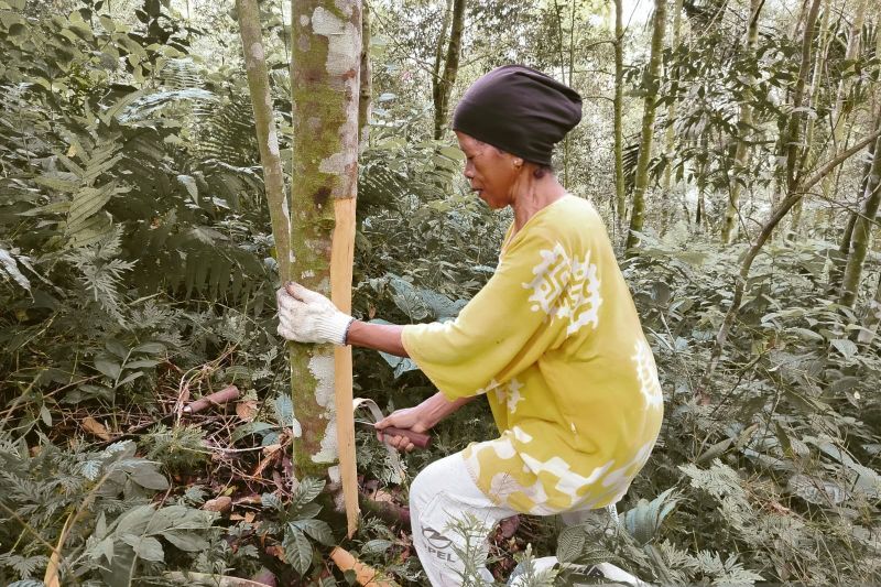 Harga Kulit Manis di Agam Melonjak, Petani Nikmati Keuntungan