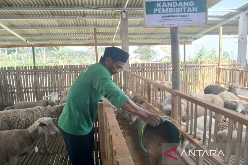 Upaya Baznas Mewujudkan Kedaulatan Pangan Melalui Balai Ternak di Wonosobo