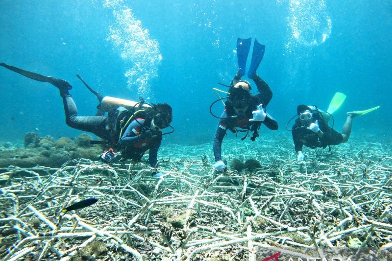 Penyelam dari Coral Triangle Center (CTC) melakukan konservasi terumbu karang di Kawasan Konservasi Perairan Nusa Penida di Kabupaten Klungkung, Bali, Rabu (31/1/2024). ANTARA/HO-CTC Bali