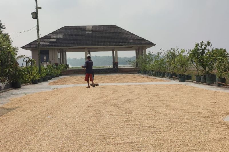 Produksi Gabah di Lebak Turun Akibat Hama dan Kemarau Panjang