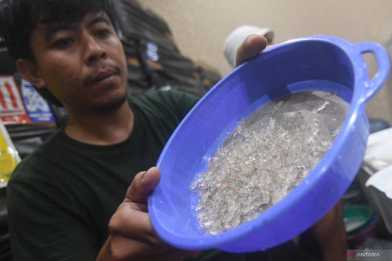 Relawan perawat menyelamatkan benih bening lobster (BBL) barang bukti penyelundupan. ANTARA FOTO/Aditya Pradana Putra/aww. (ANTARA FOTO/ADITYA PRADANA PUTRA)