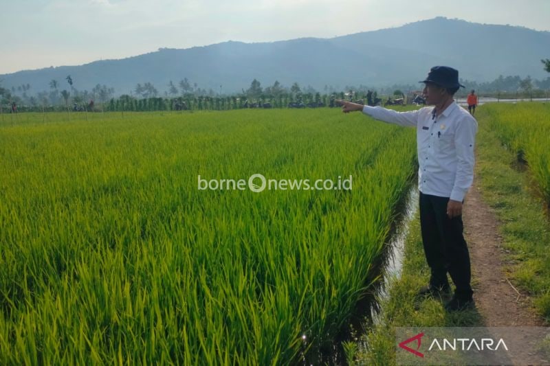 Asuransi 250 Hektare Sawah di Rejang Lebong Lindungi Petani