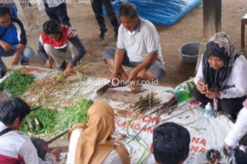 Pemerintah Provinsi Sulawesi Barat membina petani di Desa Mirring Kecamatan Binuang Kabupaten Polewali Mandar (Polman) untuk mengembangkan pupuk organik. Jumat (23/8/2024). ANTARA Foto/HO/Humas Pemprov Sulbar