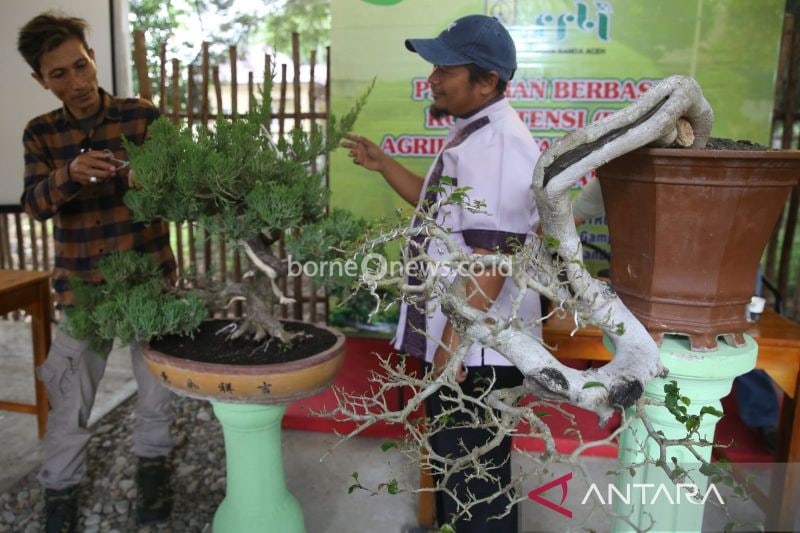 Pemkot Banda Aceh Kembangkan Potensi Industri Bonsai untuk Ekonomi