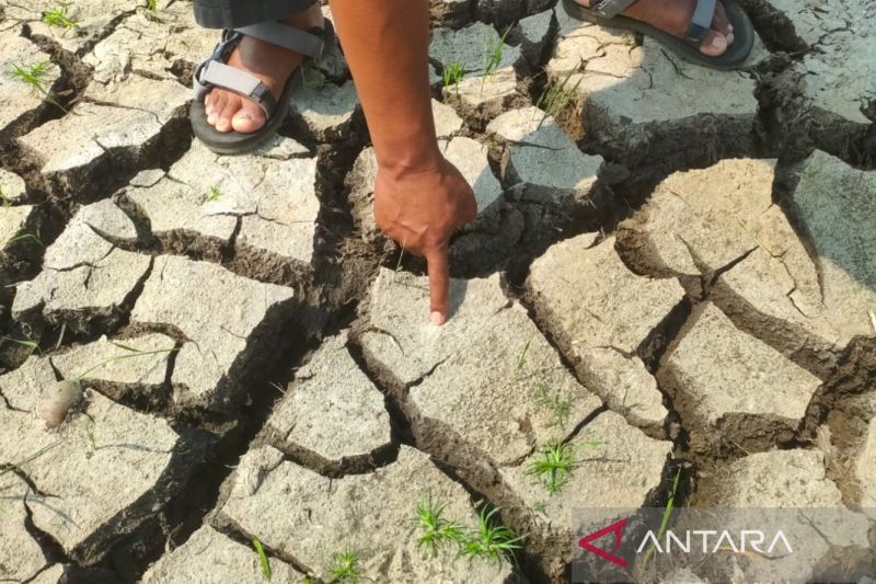 Seorang petani saat menunjukkan kondisi tanah sawah di Desa Suranenggala, Kabupaten Cirebon, Jawa Barat, Sabtu (24/8/2024), yang retak akibat mengalami kekeringan, sebelum mendapatkan program irigasi. (ANTARA/Fathnur Rohman)