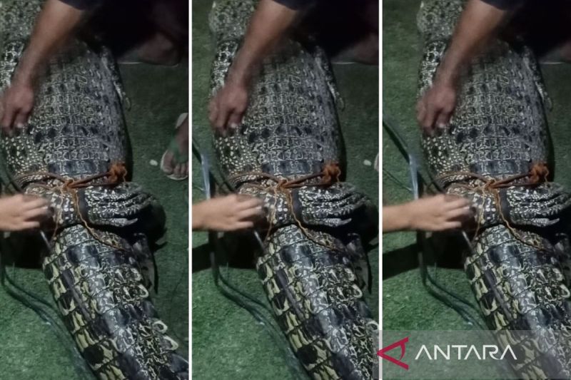 Balai Konservasi Sumber Daya Alam (BKSDA) Sumatera Selatan menerima penyerahan buaya liar berukuran tiga meter yang ditangkap Warga Desa Rupit, Musi Rawas Utara (Muratara). (ANTARA/HO- Polres Muratara)