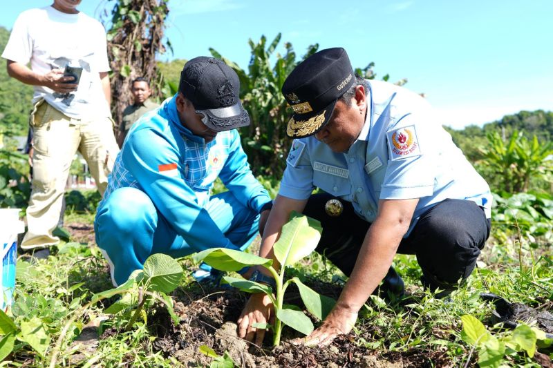 Pemerintah Provinsi Sulawesi Barat (Sulbar) menyiapkan satu juta bibit sukun untuk memajukan ekonomi daerah dan mencegah bencana longsor dan menggalakan penanaman sukun di Mamuju, Sabtu (24/8/2024) ANTARA Foto/HO Humas Pemprov Sulbar