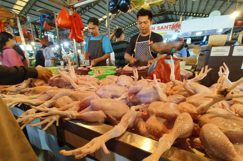 Aktivitas jual beli ayam di Pasar Flamboyan Pontianak, Kalbar. ANTARA/Dedi
