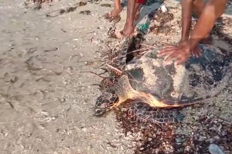 Pokmaswas Jalur Gaza, Desa Sulengwaseng, Kecamatan Solor Selatan, Kabupaten Flores Timur, NTT bersama warga menyelamatkan seekor penyu dewasa dan melepasliarkan ke lautan. (ANTARA/Dokumentasi Pribadi)