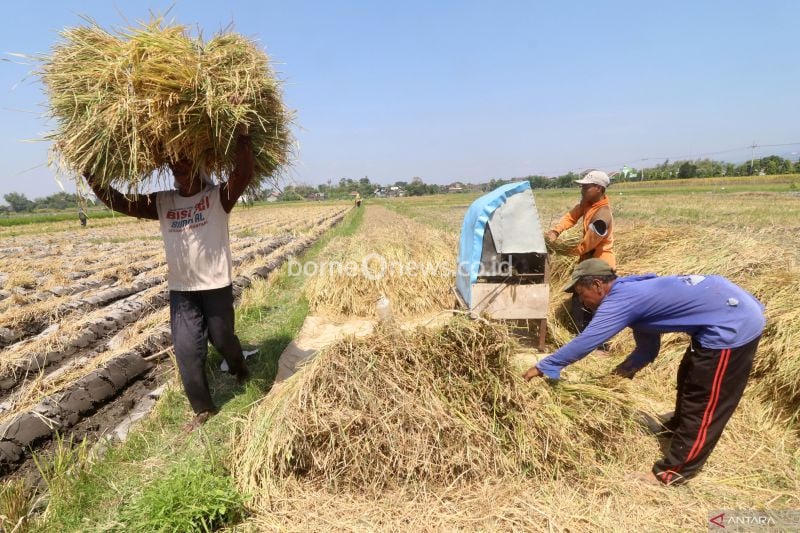 Petani merontokkan biji padi saat panen di area persawahan Desa Gampengrejo, Kediri, Jawa Timur, Selasa (20/8/2024). . ANTARA FOTO/Prasetia Fauzani/nym.