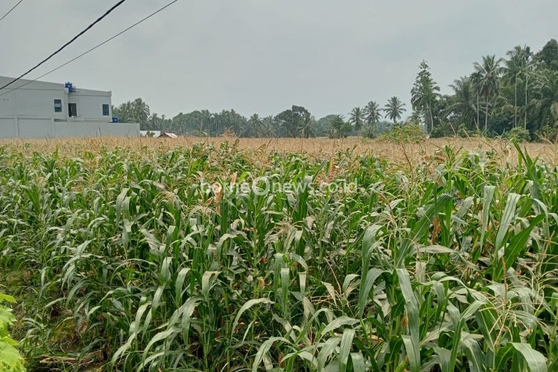 Salah satu tanaman jagung warga Pasaman Barat di Kecamatan Pasaman. Tanaman jagung merupakan salah satu tanaman yang memperoleh pupuk bersubsidi pada 2024. Antara/Altas Maulana.