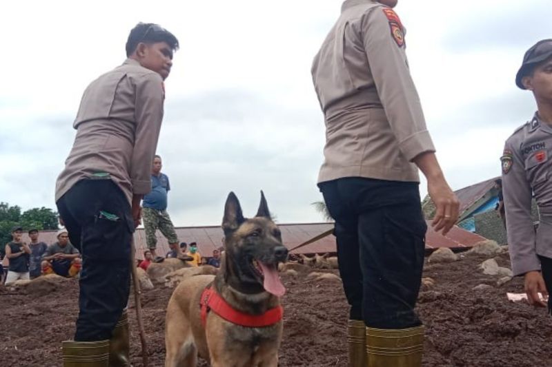 Polres Ternate Kerahkan Anjing Pelacak untuk Cari Korban Banjir