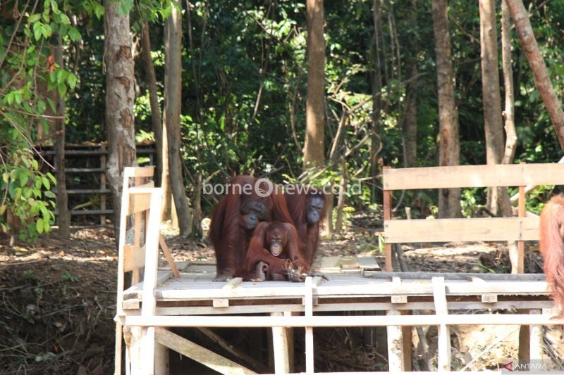 Orangutans living in a rehabilitation zone. ANTARA/Rendhik Andika