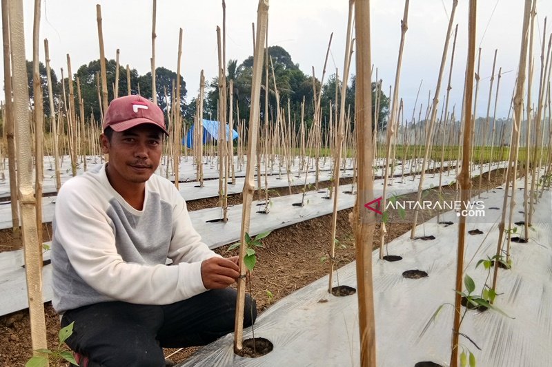 Salah satu petani di Sipirok yang sedang melakukan perawatan pada kebun cabainya di Desa Paran Padang. Pertanian warga di daerah ini mulai dihadapkan dengan tantangan musim kemarau. ANTARA/ Sumut/Kodir