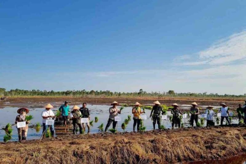 Pemkab Kapuas Dorong Petani Padi untuk Tingkatkan Produksi dan Kesejahteraan