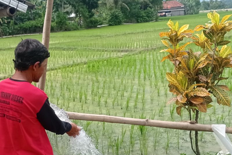 Stok Pupuk Bersubsidi Cukup, Petani Lebak Siap Tanam Serentak