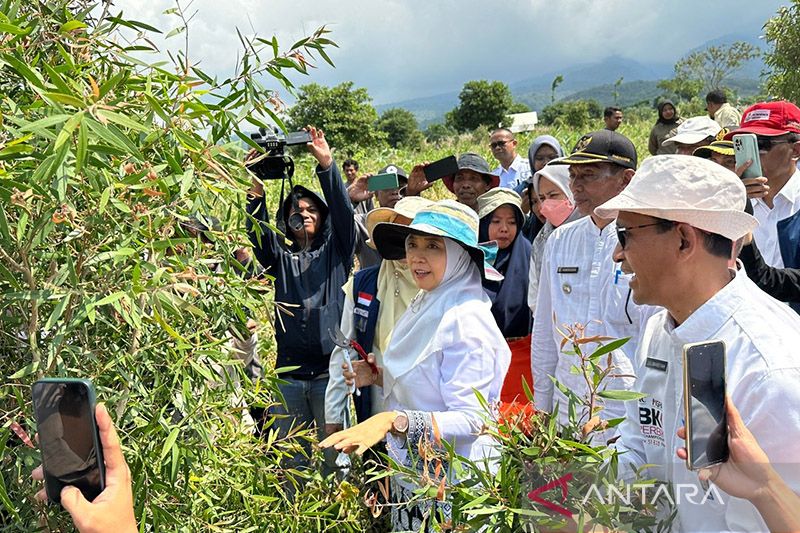 Perhutanan Sosial di NTB Capai 60.160 Hektare dan 338 Kelompok