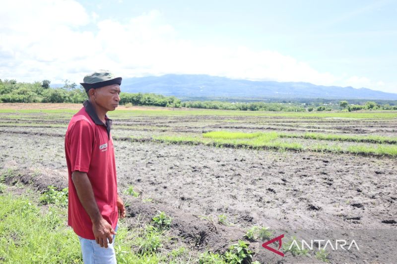 Seorang petani saat menunjukkan areal persawahan di Persawahan Lembor, Kecamatan Lembor, Kabupaten Manggarai Barat. (ANTARA/Gecio Viana)