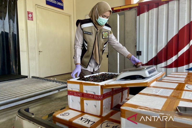 Sertifikasi 1,7 Juta Kepiting Bakau, Dorong Ekspor Kalsel ke Tiongkok