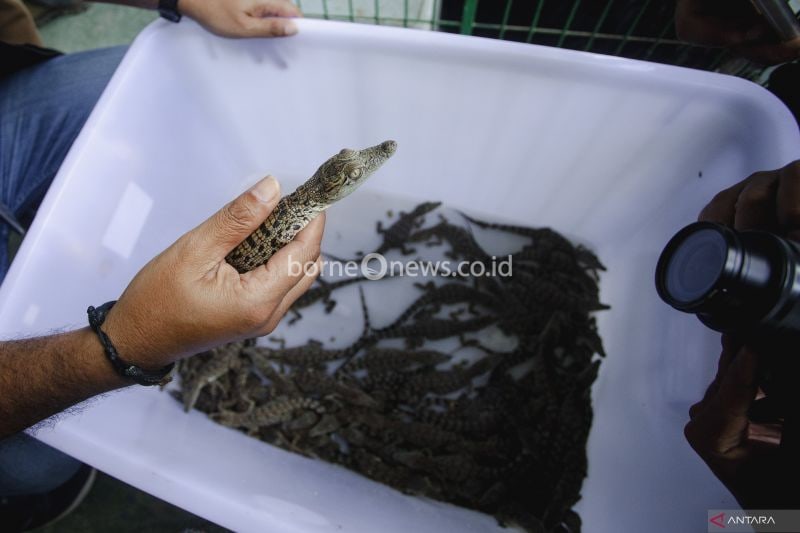 Polisi menunjukkan barang bukti anakan buaya saat pengungkapan kasus penyelundupan di Polda Kepri, Batam, Kepulauan Riau, Kamis (30/5/2024). ANTARA FOTO/Teguh Prihatna/YU