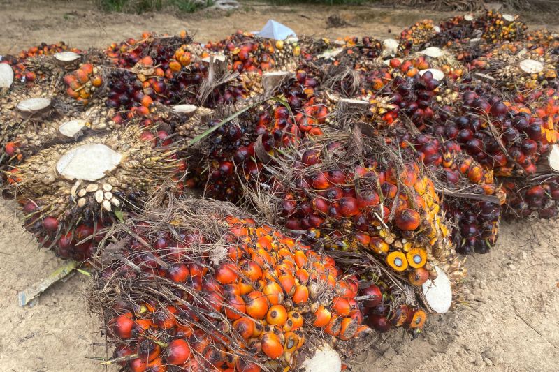 Tandan buah segar (TBS) kelapa sawit yang telah dipanen di area perkebunan PT Sahabat Mewah dan Makmur (SMM), Belitung Timur, Kepulauan Bangka Belitung, Rabu (28/8/2024). ANTARA/Rizka Khaerunnisa