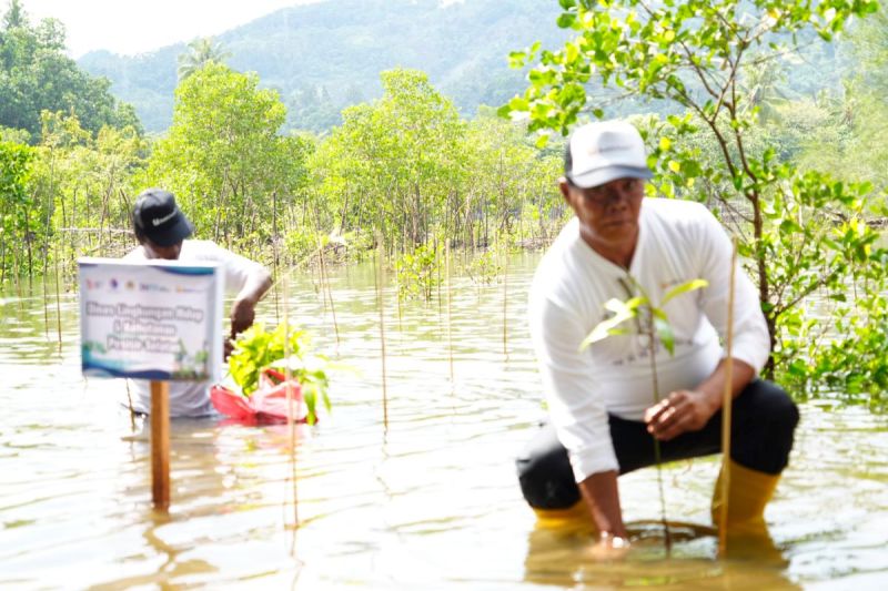 PT Bukit Asam Tbk (PTBA) Unit Pertambangan Ombilin melakukan penanaman 500 bibit mangrove di Pantai Taluak, Kecamatan Batang Kapas, Kabupaten Pesisir Selatan, Sumatera Barat. ANTARA/HO - PT Bukit Asam