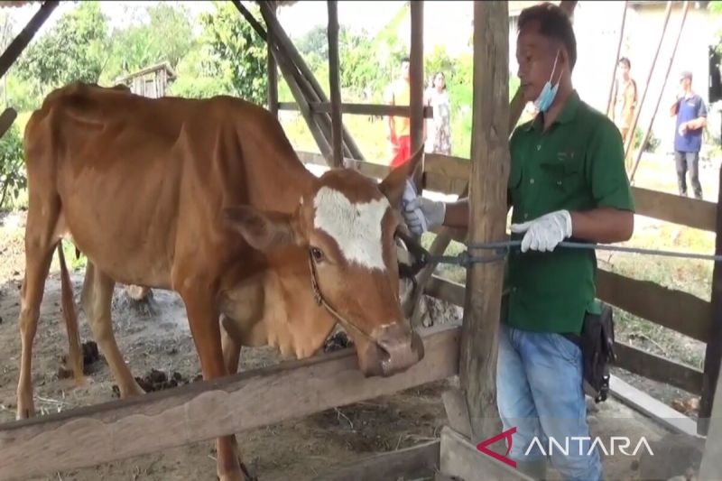 Tim Kesehatan Hewan PT Juang Jaya Abdi Alam saat memberikan vaksinasi hewan ternak warga di Lampung Selatan. ANTARA/Riadi Gunawan