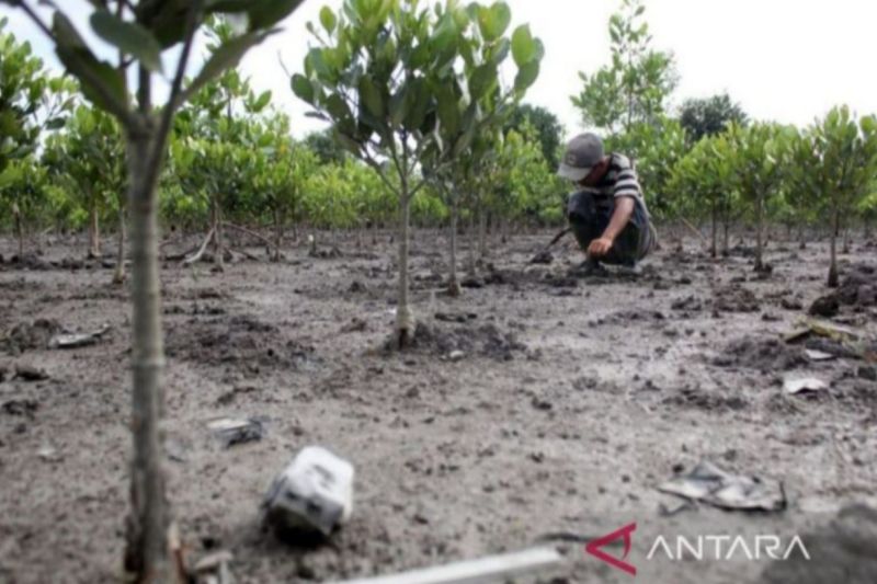Pemkab Langkat Dukung Percepat Rehabilitasi Mangrove untuk Lingkungan