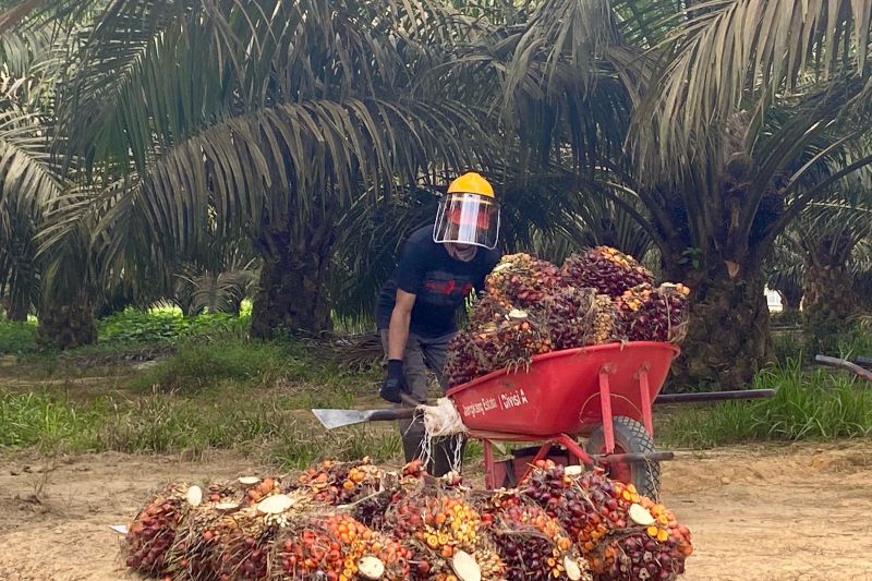 Gapki Dukung Konversi BPDPKS, Prioritaskan Peremajaan Sawit Rakyat