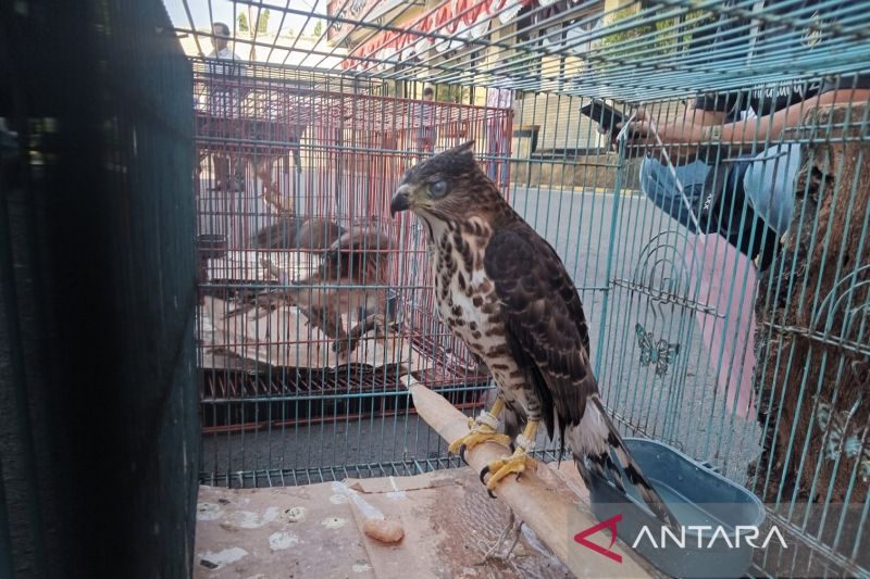 Seekor burung alap-alap yang berhasil dievakuasi dari pelaku perdagangan hewan ilegal di Cirebon, Jawa Barat. (ANTARA/Fathnur Rohman)