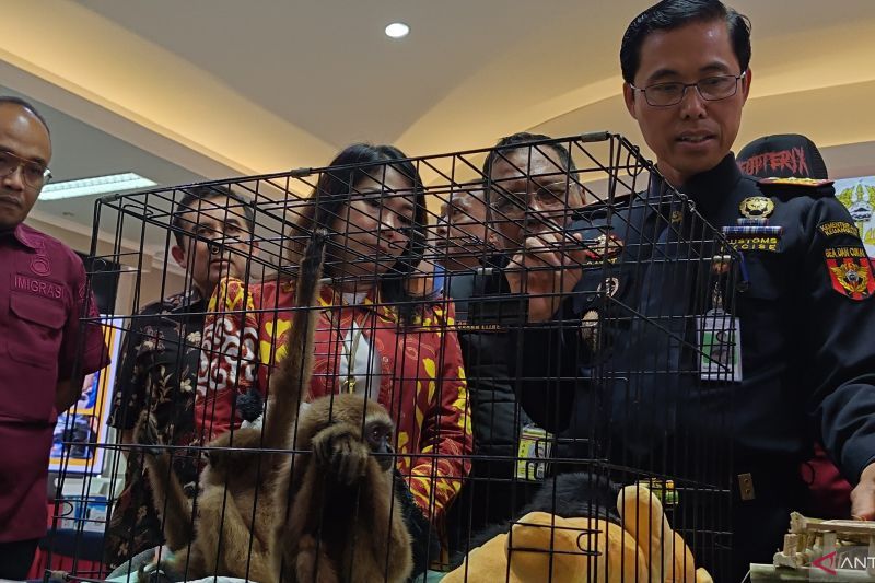 Penyelundupan Tiga Owa Indonesia Ke Dubai Gagal Digagalkan Bea Cukai