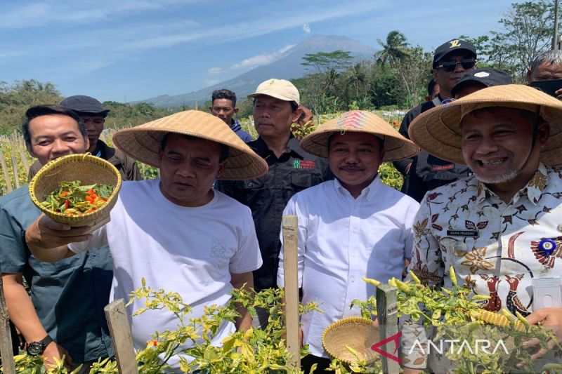 Panen Raya Cabai di Temanggung, Potensi Ekspor Kian Terbuka