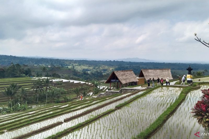 Arsip foto - Sejumlah wisatawan mengunjungi Desa Wisata Jatiluwih dengan pemandangan sawah berundak di Kabupaten Tabanan, Bali, Kamis (8/8/2024) ANTARA/Dewa Ketut Sudiarta Wiguna