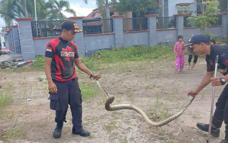 Tim Rescue Damkar Palangka Raya saat mengevakuasi ular piton di Jalan Ratu Zaleha (Foto : IST)