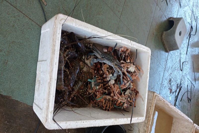 Lobster hasil tangkapan nelayan di Gunungkidul. (ANTARA/HO-Dokumen DKP Gunungkidul)