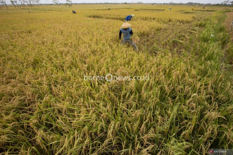 Impor Beras 1,2 Juta Ton, Bulog Jaga Stok Hingga Desember 2024