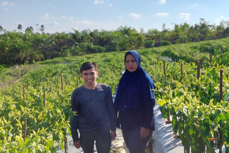 Keberhasilan Petani Cabai di Gumas Capai Omzet Rp710 Juta per Tahun