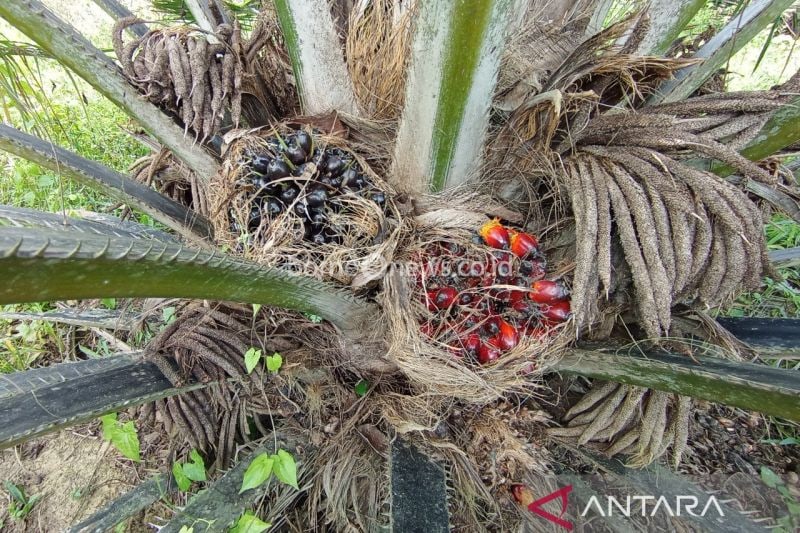 Kenaikan Harga TBS Kelapa Sawit Kaltim Capai Rp2.752,49 per Kg