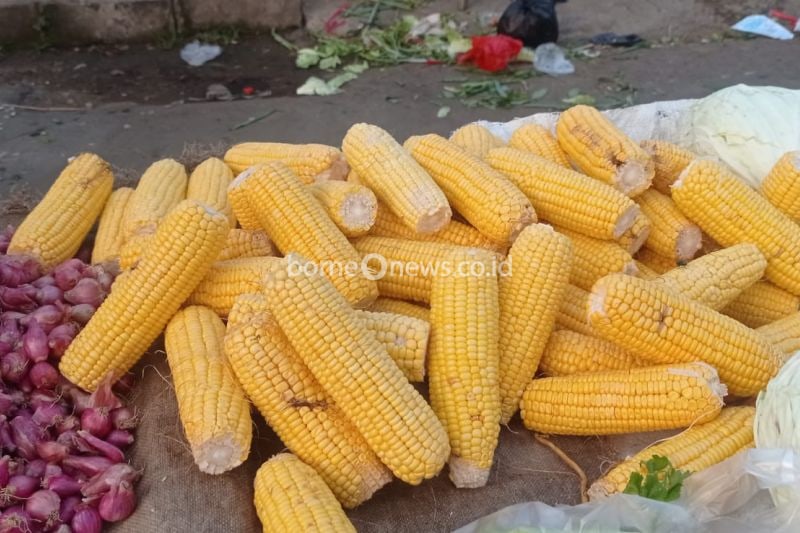 Produksi jagung di Kabupaten Lebak, Provinsi Banten, periode Januari - Agustus 2024 mencapai sebanyak 15.000 ton dengan lahan panen seluas 3.100 hektare sehingga menyumbangkan ketersediaan pangan masyarakat di daerah itu. ANTARA/Mansur